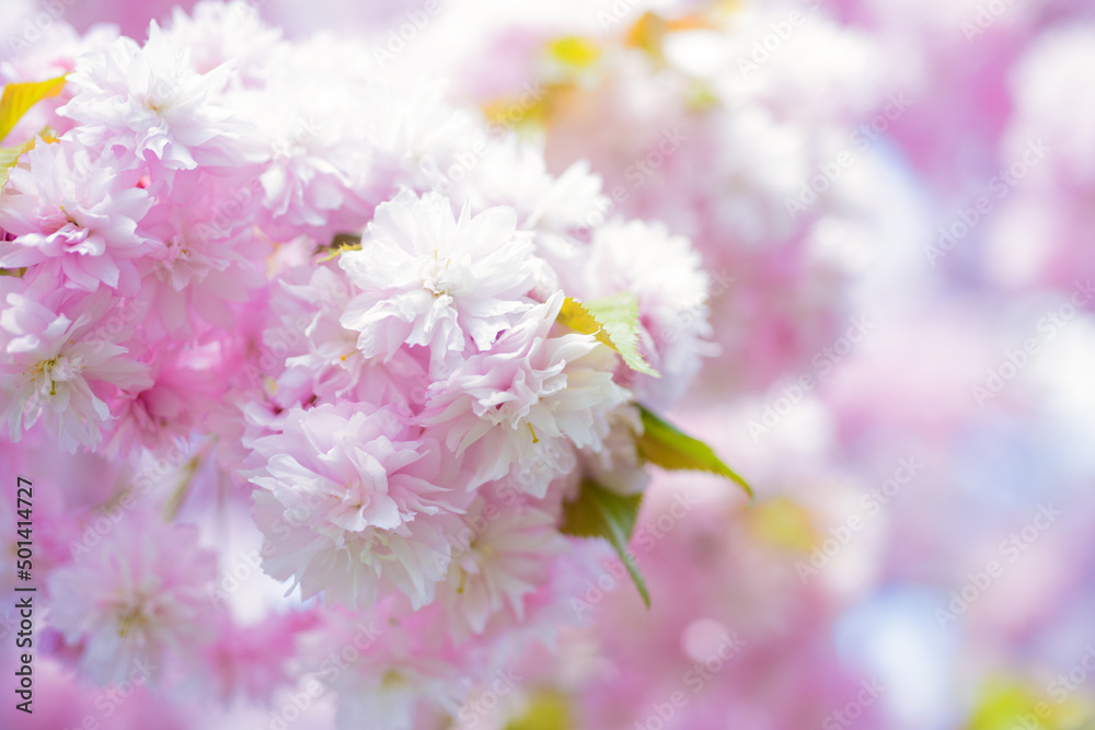 pink flowers of blooming japanese cherry in spring