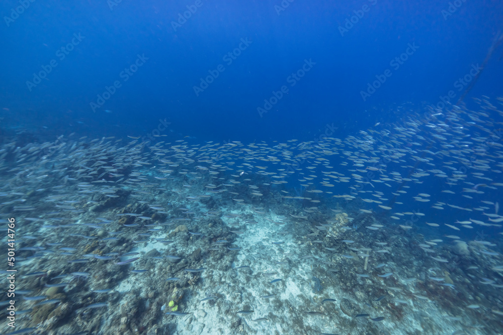 Seascape with School of Fish, Boga fish in the coral reef of the Caribbean Sea, Curacao