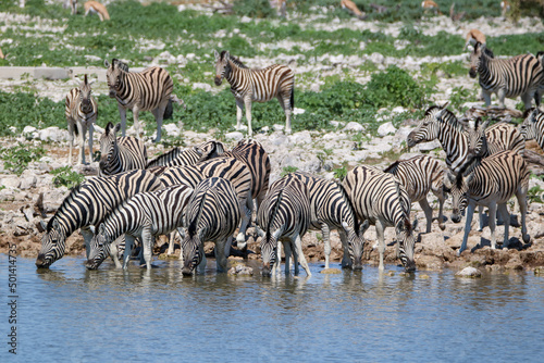 Zebra drinking water at Okaukuejo waterhole  Etosha National Park  Namibia