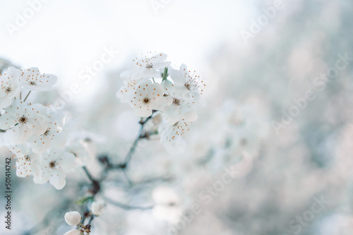 Closeup of a white apple blossom blooming in spring in a garden against a blue sky. © Shi 