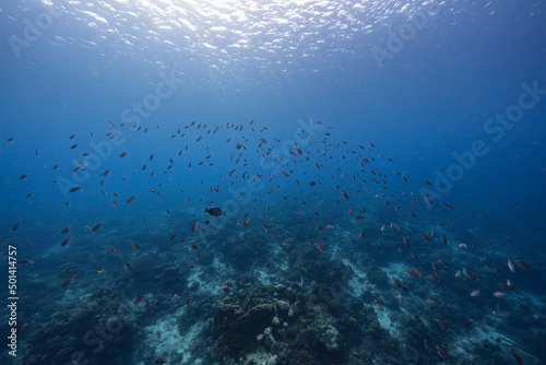 Seascape with School of Fish, Chromis fish in the coral reef of the Caribbean Sea, Curacao