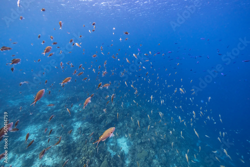 Seascape with School of Fish, Chromis fish in the coral reef of the Caribbean Sea, Curacao