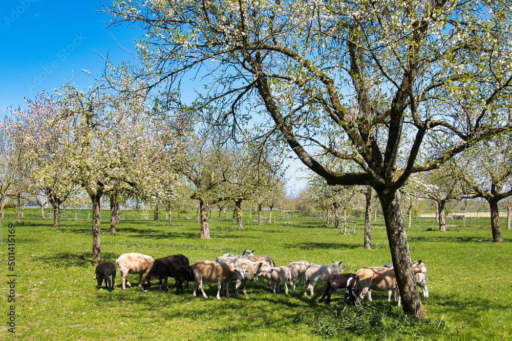 Obraz premium Flock of black and white sheep in an orchard with traditional flowering standard fruit trees, in the province of Groningen, the Netherlands