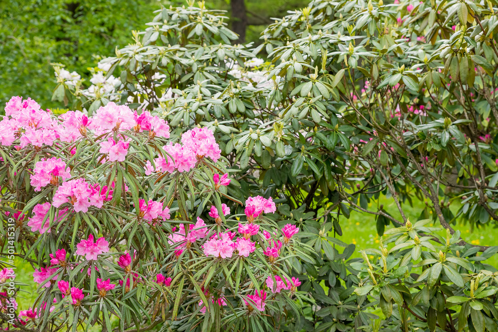 Beautiful Japanese pink Azalea flowers cut into a dense shrubbery. Full in bloom in may, springtime. .rhododendron in garden. Season of flowering azaleas at botanical garden