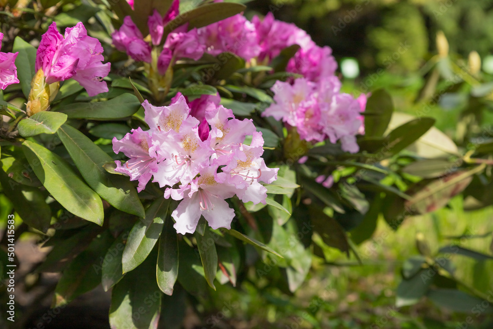 Beautiful Japanese pink Azalea flowers cut into a dense shrubbery. Full in bloom in may, springtime. .rhododendron in garden. Season of flowering azaleas at botanical garden Beautiful Japanese pink Azalea flowers cut into a dense shrubbery. Full in bloom in may, springtime. .rhododendron in garden. Season of flowering azaleas at botanical garden