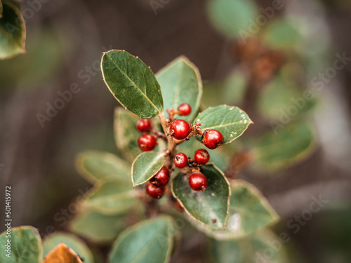 closeup photo of small red berries on a bush