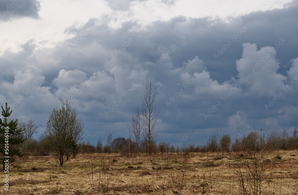 Obraz premium clouds. field. spring.