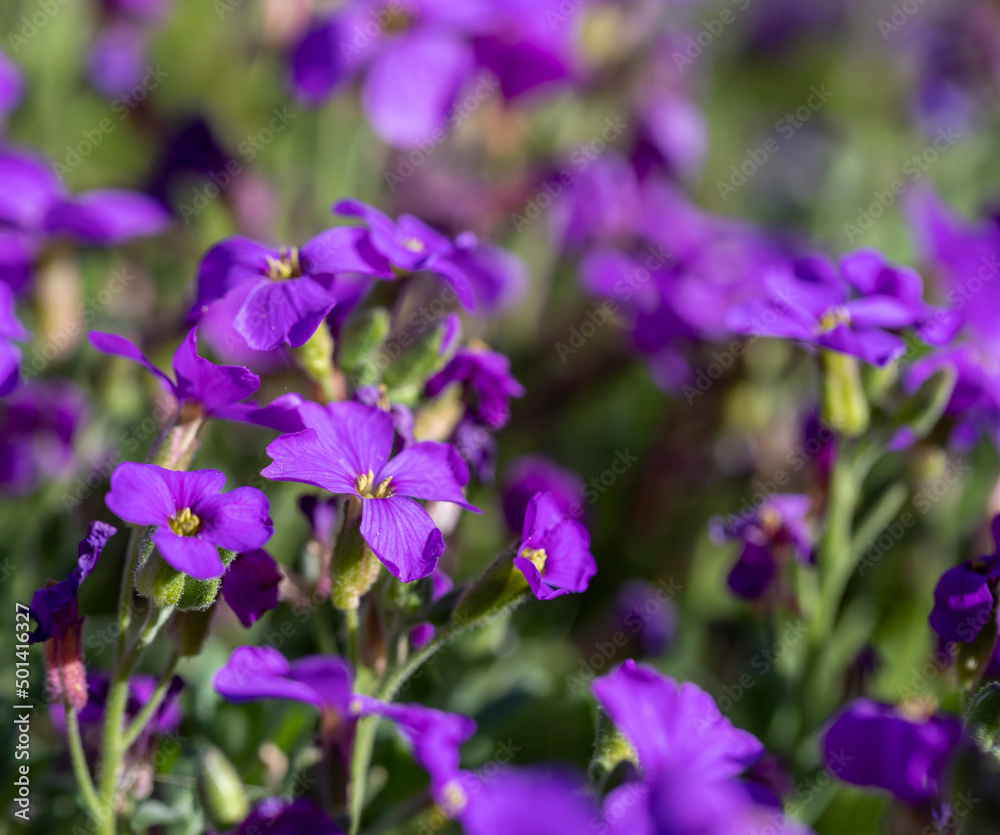 Midday flower known as Delosperma purple from the Mediterranean Midday flower known as Delosperma purple from the Mediterranean