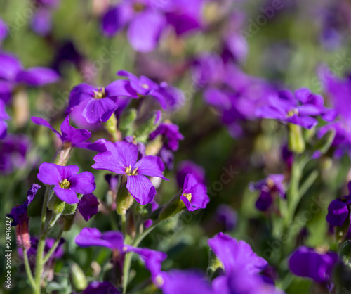 Midday flower known as Delosperma purple from the Mediterranean