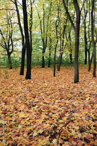 In the park, yellow leaves are scattered all over the ground. Green shrubs in the background