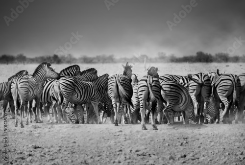 Herd of Zebras drinking water seeing from behind