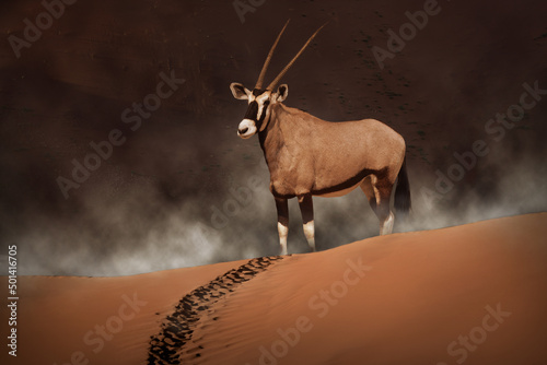 Oryx in the top a dusty sand dune in the morning mist.