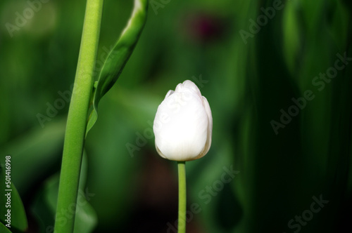Biały tulipan na zielonym tle
