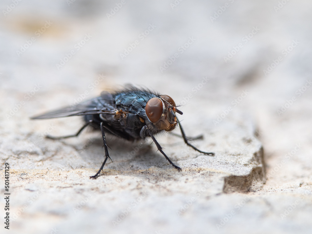 closeup photo of a fly sitting on a stone closeup photo of a fly sitting on a stone