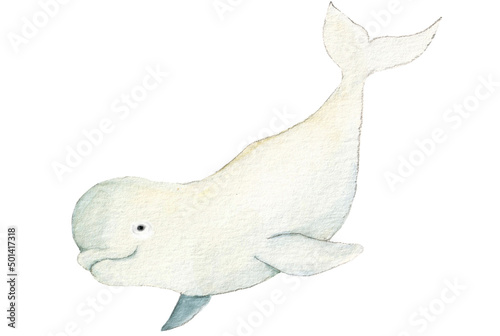 Foto Watercolor beluga whale isolated on white background.