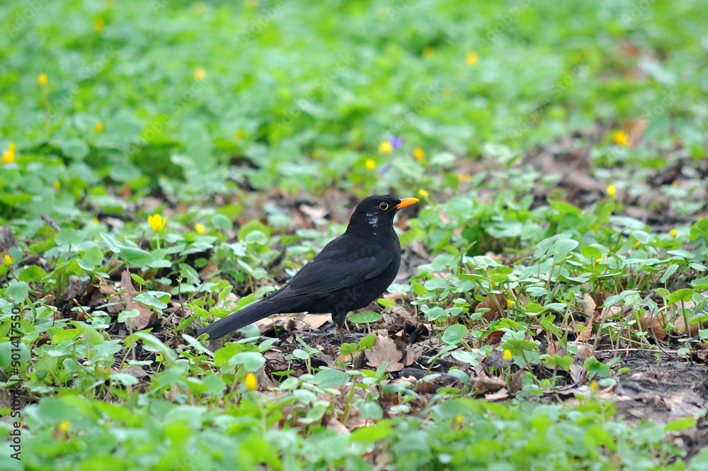 Black starling male bird ( Turdus merula ) standing on a background of wild yellow flowers buttercups in a spring park. Wild birds outdoors photo Black starling male bird ( Turdus merula ) standing on a background of wild yellow flowers buttercups in a spring park. Wild birds outdoors photo