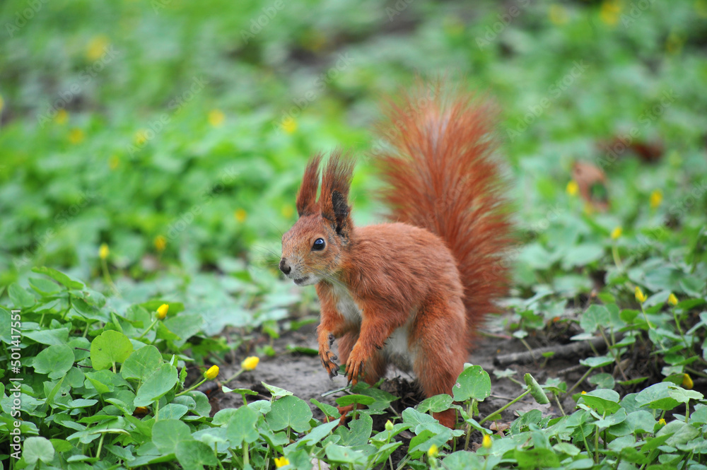 Red squirrel with white tummy sitting on on hind legs against spring greenery park background .Portrait of red squirrel outdoors. Red squirrel with white tummy sitting on on hind legs against spring greenery park background .Portrait of red squirrel outdoors.