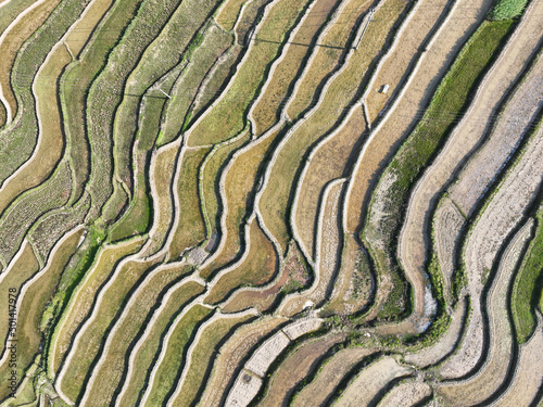 terraced rice field in rural China