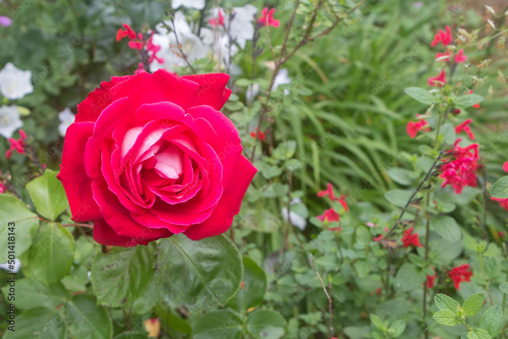 Red rose in a garden Red rose in a garden