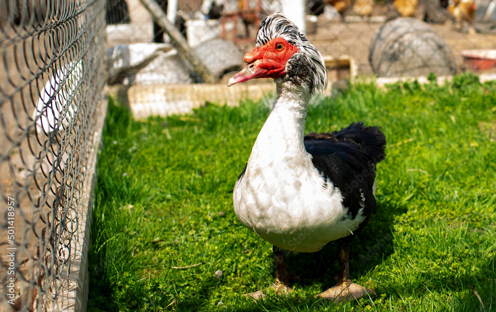A musk duck walks around the yard. Duck on a background of green grass. Blurred background Breeding ducks at home. Agriculture. A musk duck walks around the yard. Duck on a background of green grass. Blurred background Breeding ducks at home. Agriculture.