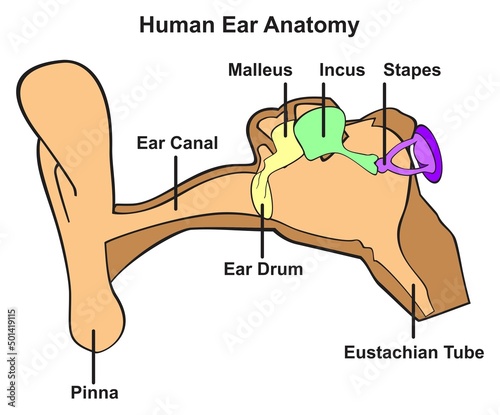 Human ear anatomy infographic diagram outer middle and inner ear with parts pinna ear canal drum malleus incus stapes and eustachian tube for biology science education and medical healthcare vector photo