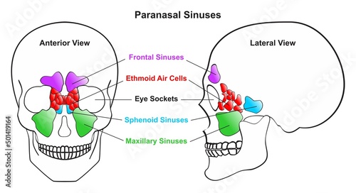 Human paranasal sinuses anatomy infographic diagram skull anterior and lateral view  frontal sphenoid maxillary sinuses and ethmoid air cells eye sockets isolated vector for medicine education health