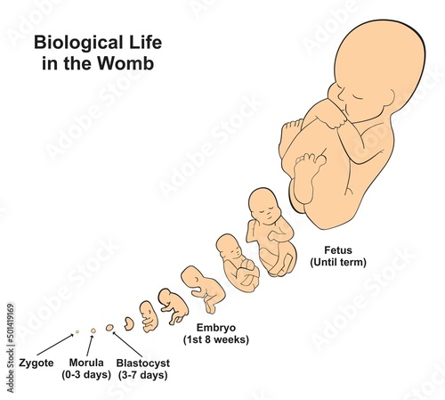 Biological life in the womb infographic diagram fetus development stages position schematic fetal timeline of pregnancy zygote growth morula blastocyst embryo term of delivery medical biology science photo