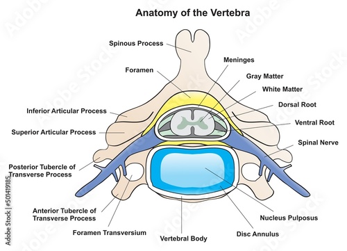 Anatomy of the vertebra of human infographic diagram parts of vertebrae and spinal cord nerve cross section in spine disc body root for medical physiology biology science education and medicine health