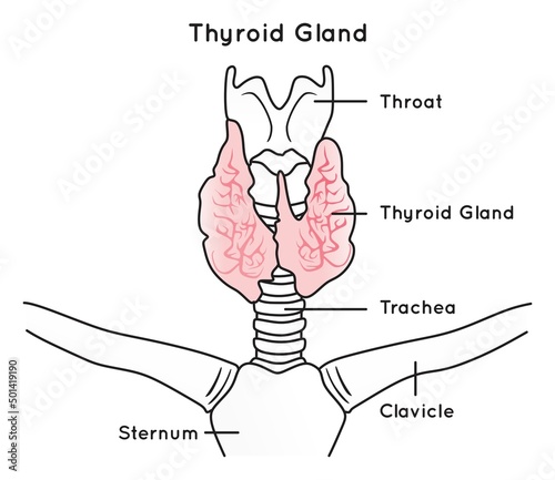 Thyroid gland infographic diagram position on trachea human body anatomy organ medical healthcare vector physiology science biology education drawing part of endocrine system function endocrinologist
