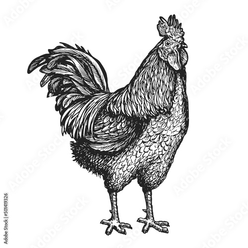 Canvas Rooster or cockerel sketch