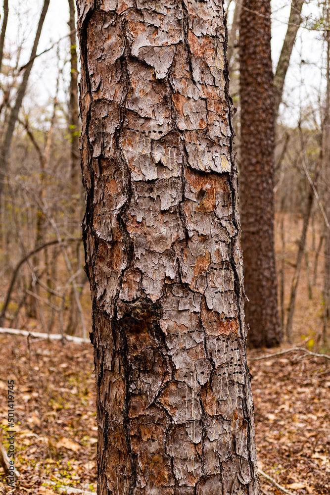 Tree with Woodpecker Holes