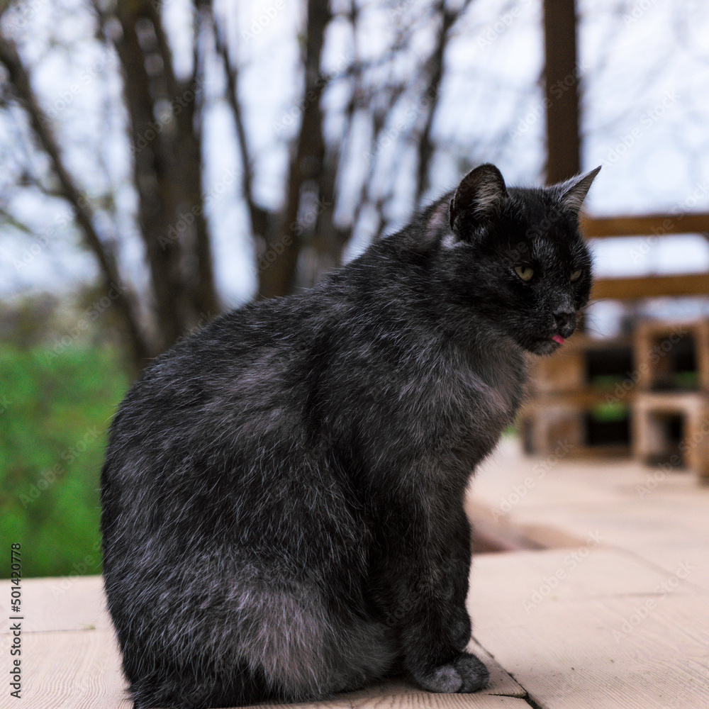 Dark grey fur cat showing tongue