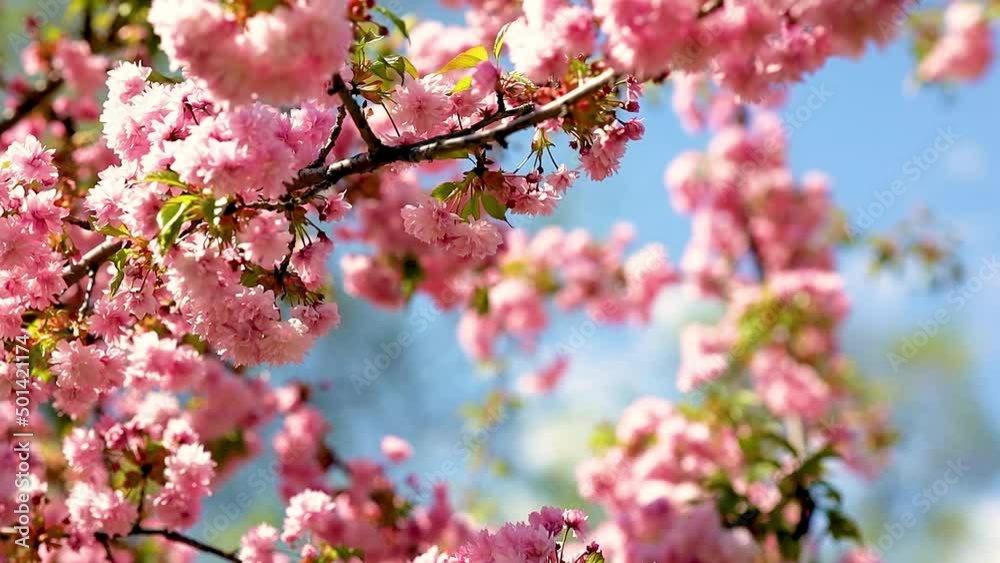 sakura twig with flowers swaying in the wind sakura twig with flowers swaying in the wind