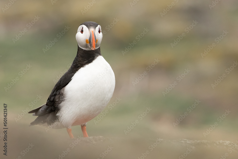 Puffin (Fratercula arctica) portrait Puffin (Fratercula arctica) portrait