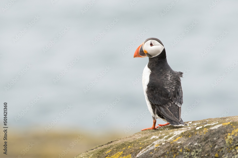 Obraz premium Puffin (Fratercula arctica) portrait