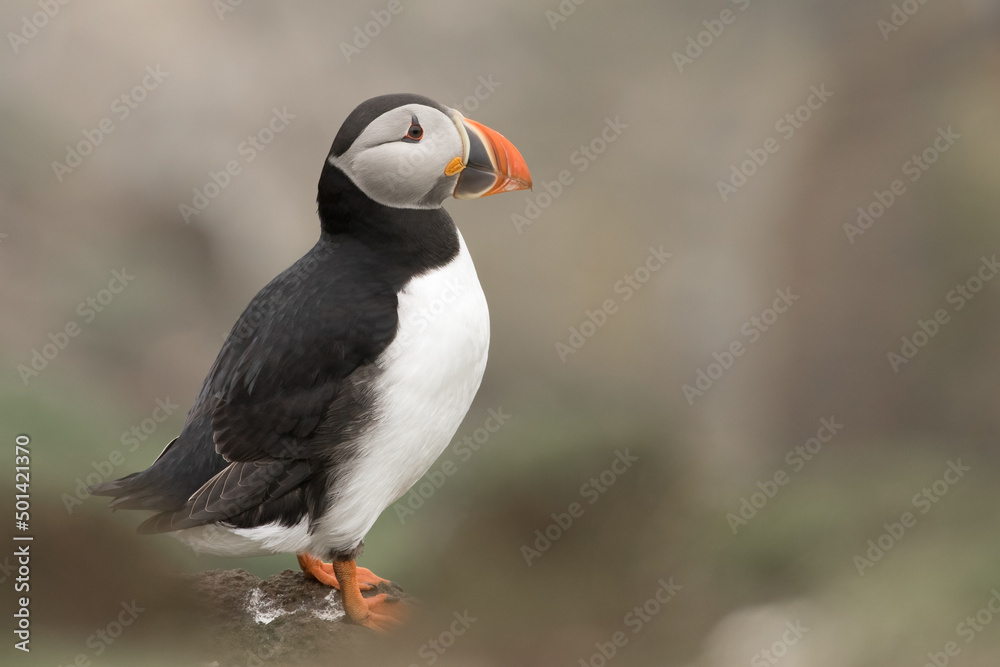 Obraz premium Puffin (Fratercula arctica) portrait