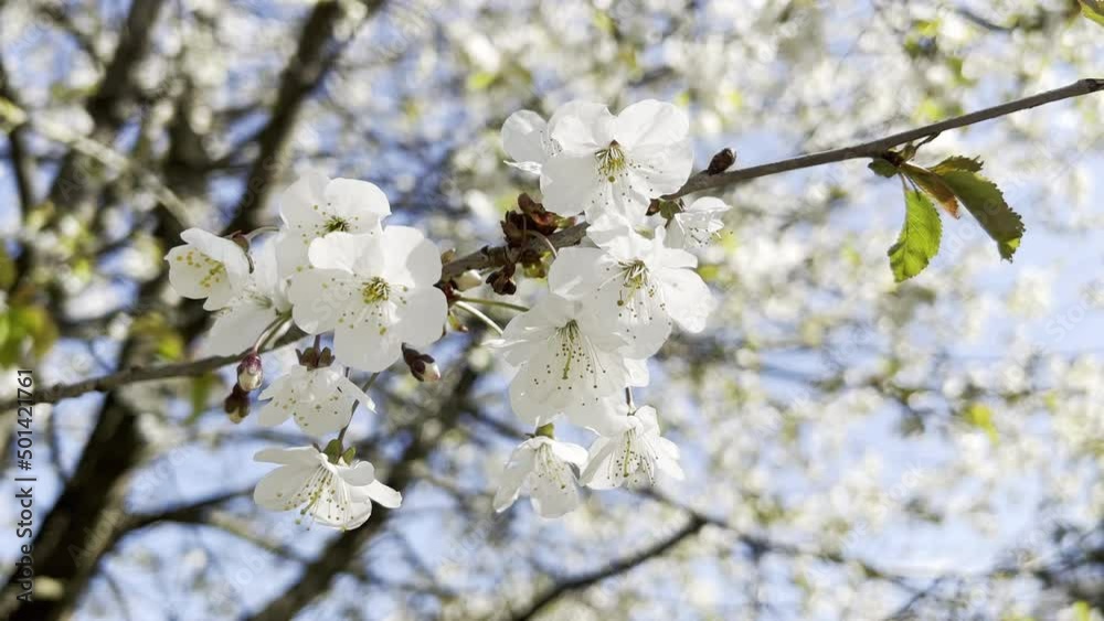 4k 60fps closeup video of a blossoming tree branch over sky backround