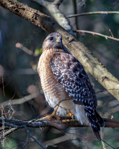 Broad-winged Hawk perched in tree above a bird feeder