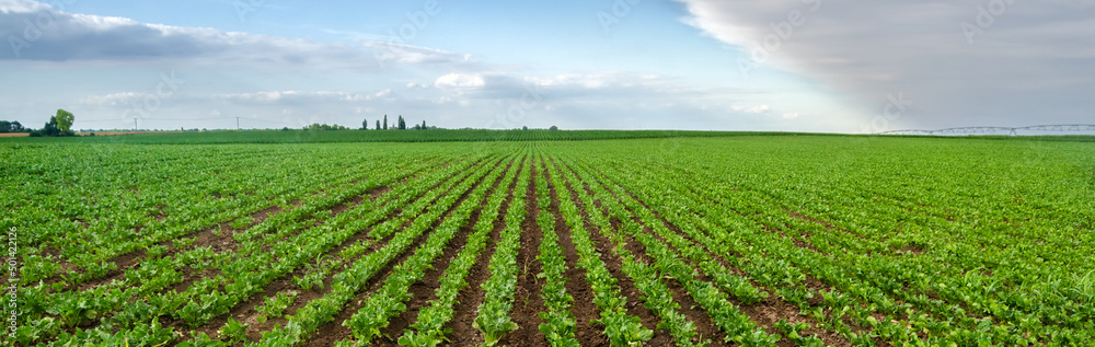 Agricultural sugar beet field on sunny spring day