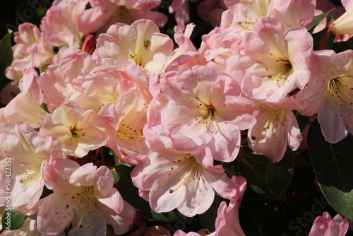 Full frame image of soft pink rhododendum showing detail of flowers