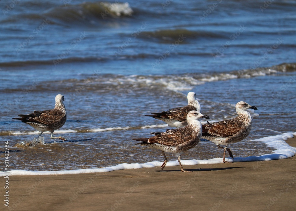 Beautiful Kelp gulls found in Barra de Tramandaí in Rio Grande do Sul Brazil.