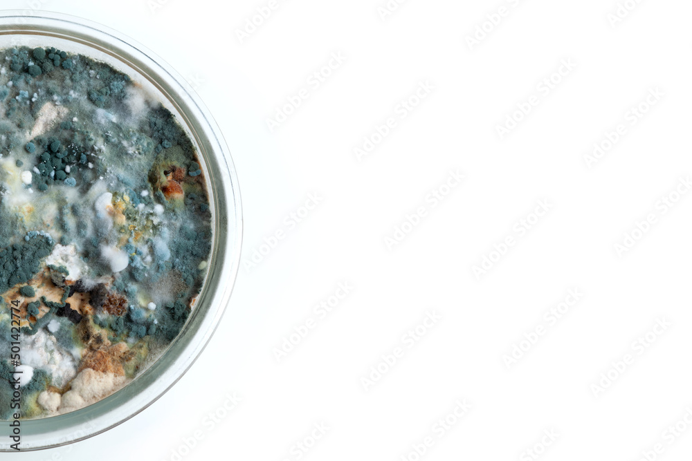 Empty slide about mold growth. Relief, close-up. Design element. White background, copy space Empty slide about mold growth. Relief, close-up. Design element. White background, copy space