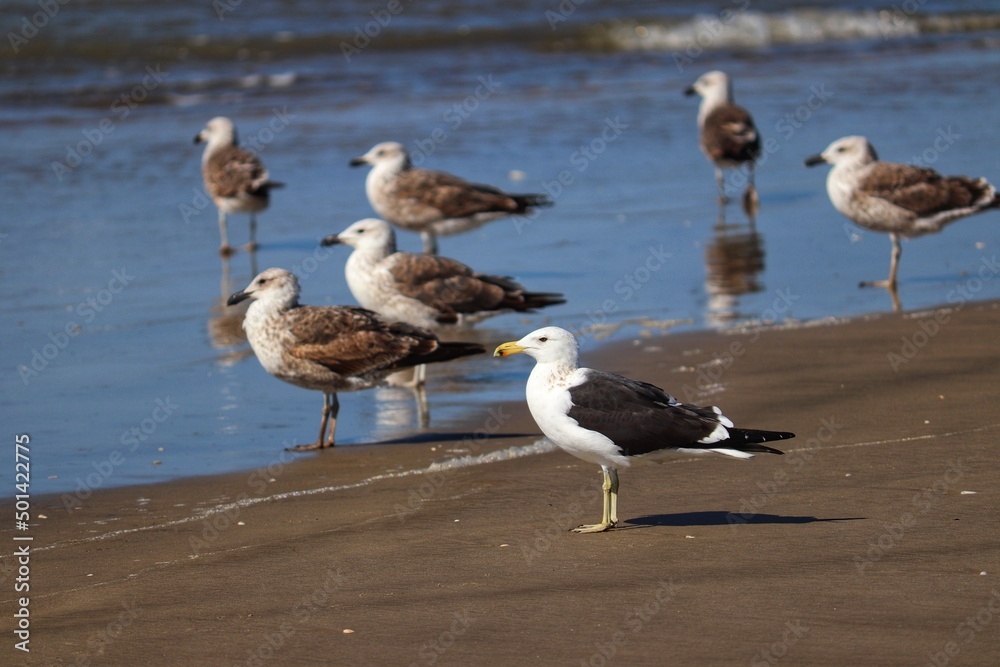Beautiful Kelp gulls found in Barra de Tramandaí in Rio Grande do Sul Brazil. Beautiful Kelp gulls found in Barra de Tramandaí in Rio Grande do Sul Brazil.