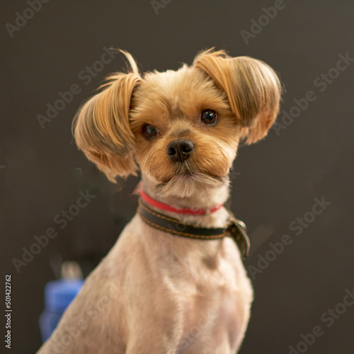 Portrait of a Yorkshire terrier close-up on a black background © Ihar