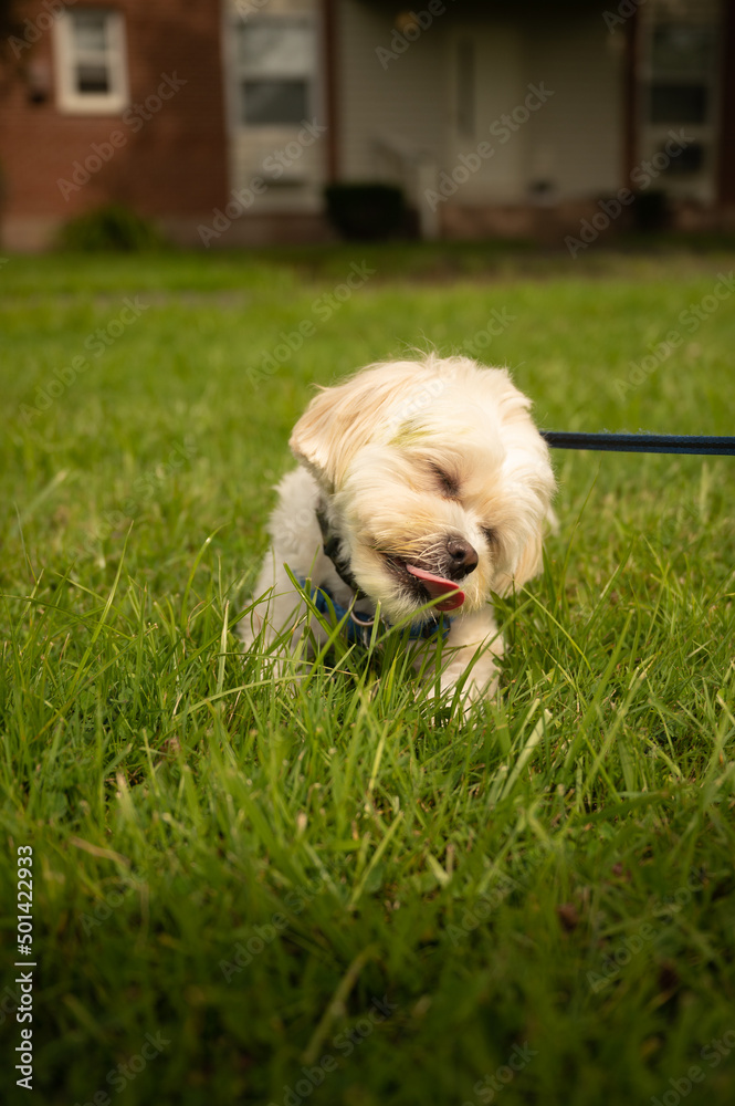 a happy white yorkie shih tzu mixed dog licks at blades of grass on a warm summer afternoon