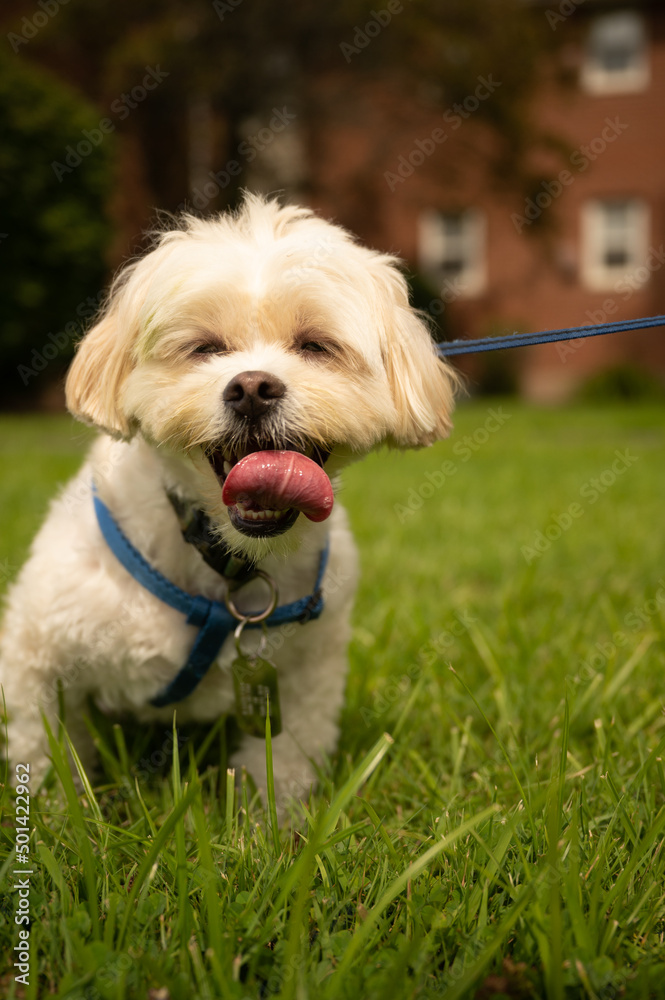 a white shih tzu puppy on a leash smiles with his tongue hanging out one sunny summer afternoon