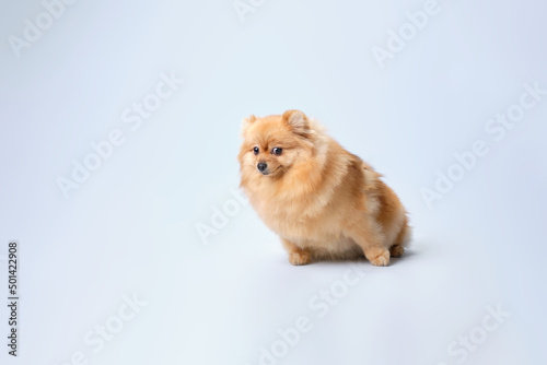 Charming Pomeranian with a cute expression of the muzzle