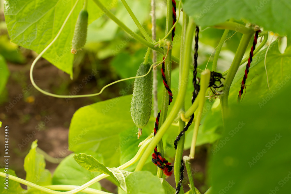 Young cucumber growing on a vine in a home greenhouse Young cucumber growing on a vine in a home greenhouse