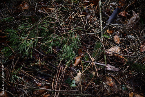 Wet forest floor with pine needles as a close up © Luise123