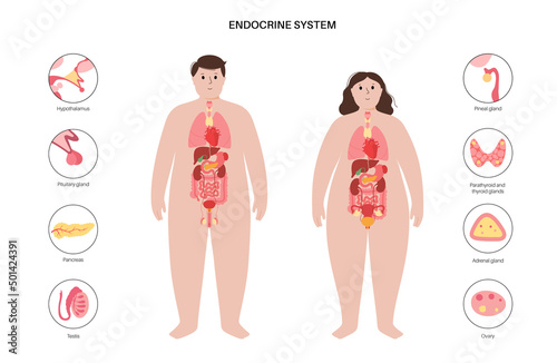Human endocrine system